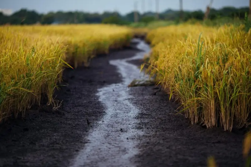 Neural Network Model Inspired by Emotional Intelligence for Liquefaction Susceptibility: A Study in Patna, India